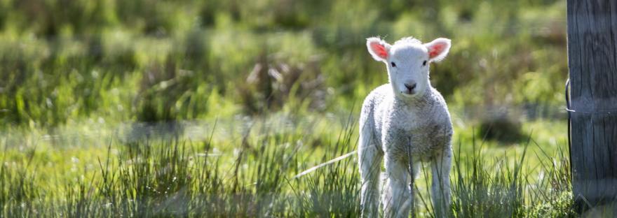 Lamb - Photo by Rod Long on Unsplash