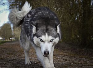 Wolf - Photo by Jeroen Bosch on Unsplash